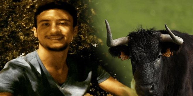 Güreşlere katılan boğa 28 yaşındaki sahibini öldürdü
