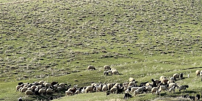 Hakkari'de besiciler yüksek maaşa rağmen çoban bulamamaktan yakındı
