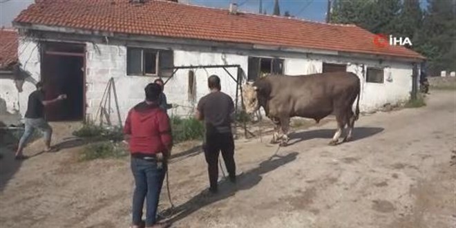 1.5 tonluk 'Fatih' isimli boğa alıcısını bekliyor