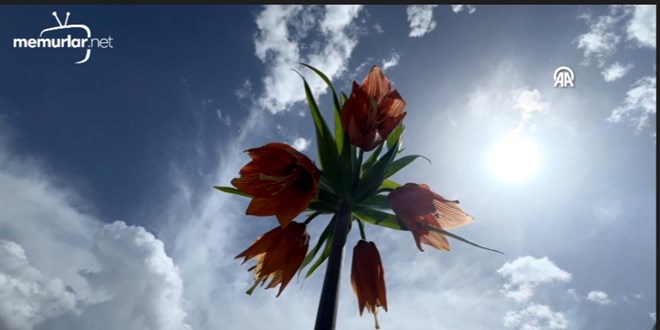 Ters laleler do�ay� renklendirdi