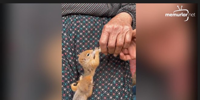 Hakkari'de vatanda�lar inek s�t�yle sincap besledi