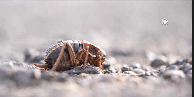 ��rnak'ta 'yamyam tombul �ekirge' g�r�ld�