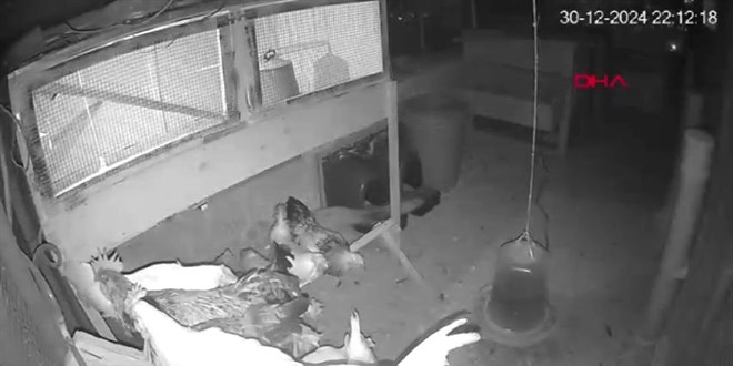 Tilki, girdi�i k�meste tavuklar� yakalay�p g�t�rd�