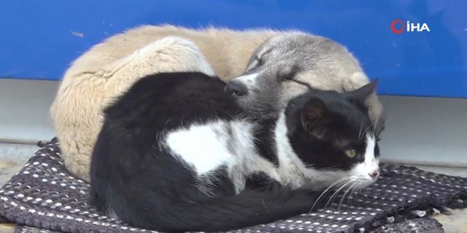 S�ukta ���yen kedi ve k�pek beraber uyudu.