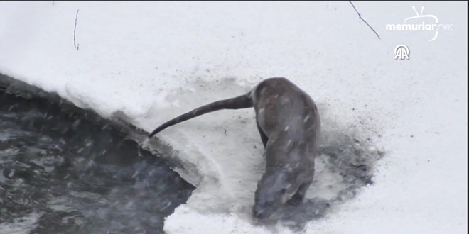 Kars �ay�'nda su samurlar� g�r�nt�lendi