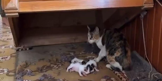 Mersin'de kedi vaaz k�rs�s�n�n alt�na yavrulad�