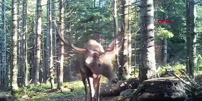 Bolu ormanlar�ndaki yaban hayat� fotokapanlarda