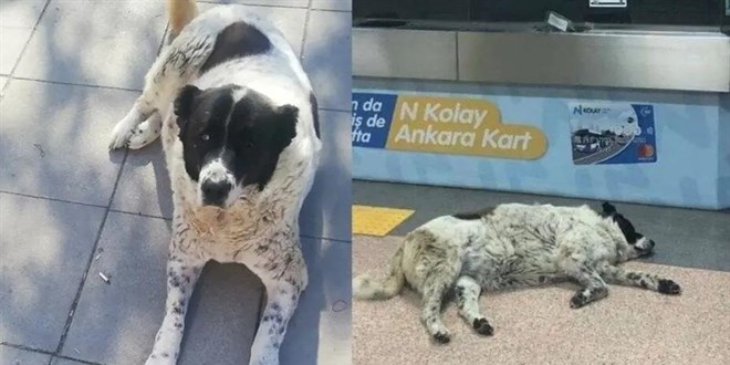 Metroda 'Matmazel'i d�verek katledenler i�ten at�ld�