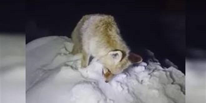 Y�ksekova'da Sibirya so�uklar�: Tilki ayakta dondu