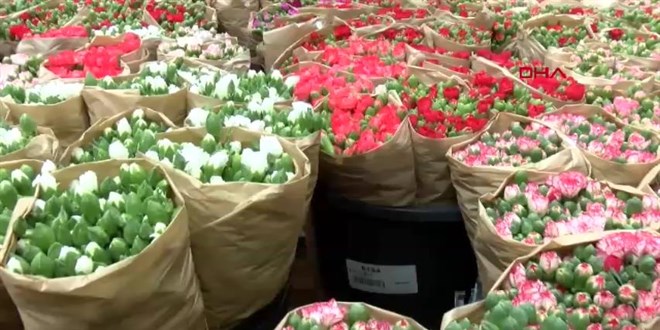 Antalya'dan 'Sevgililer G�n�' i�in Avrupa'ya 75 milyon dal �i�ek