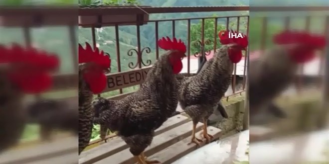 E�itimli horozlar komutla �t�yor!