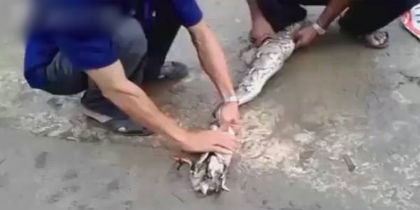 Y�lan�n karn�ndan 12 civciv ��kt�!