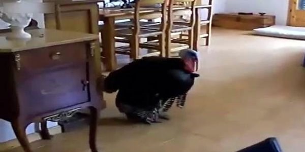 Flamenko dans� yapan Hindi