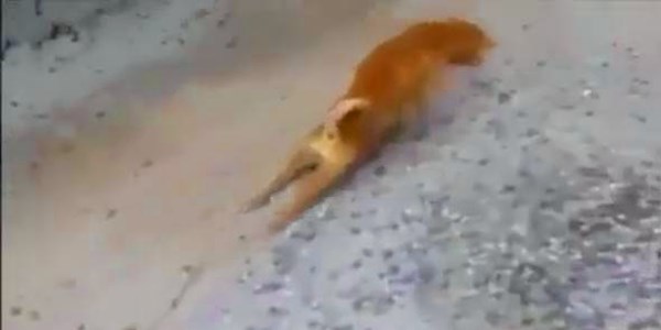 K�pe�in yapt���na inanamayacaks�n�z!