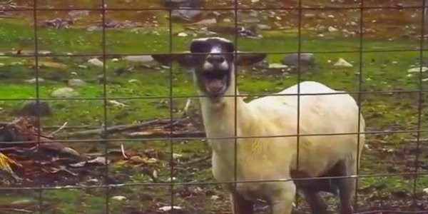 Ke�ilerden ��kan ilgin� sesler