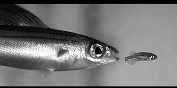 B�y�k bal�k, k���k bal��� b�yle yuttu!