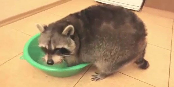 Temizlik hastas� olan rakun