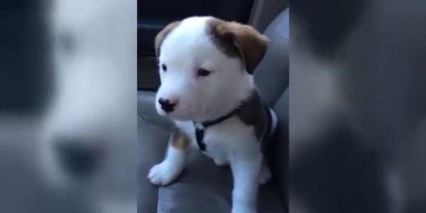 H��k�r���yla kavga eden k�pek