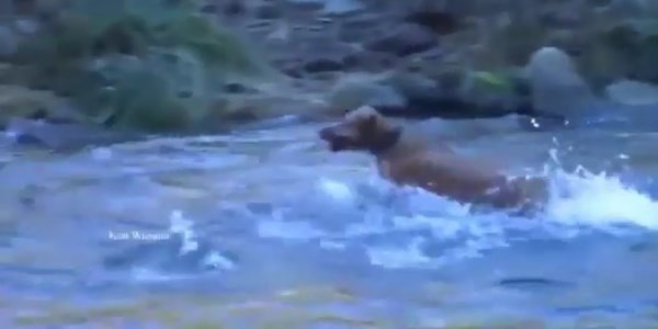 Nehirde bal�k avlayan k�pek