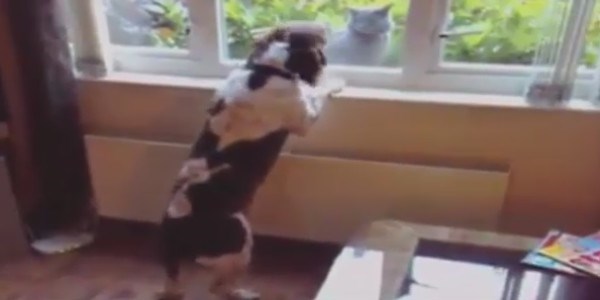 Kedilerden �d� patlayan k�pekler