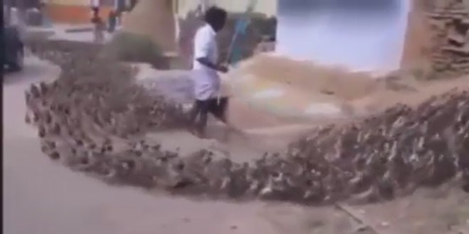 ��lg�n �rdek yavrular�