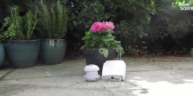 Bitkilerin bilinmeyen sesleri