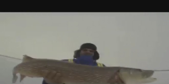 Bal�k tutunca verilen tepkiler