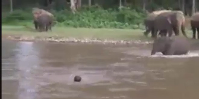 Nehirdeki insan� kurtarmaya ko�an fil!