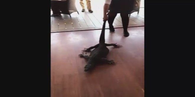 Restorana dalan timsah b�yle ��kar�ld�