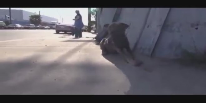 Bir k�pe�in inan�lmaz de�i�imi