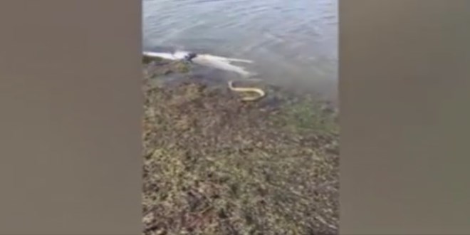 Bal�k��n�n av�na g�z diken y�lan