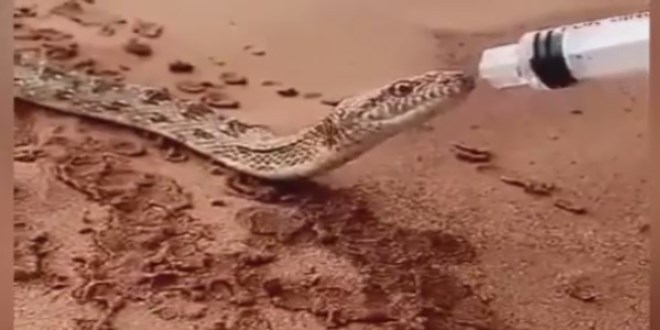 Susuz kalan y�lana ��r�ngayla su i�irdiler