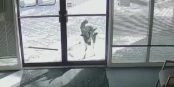 Sinirli ke�i kap�n�n cam�n� b�yle indirdi