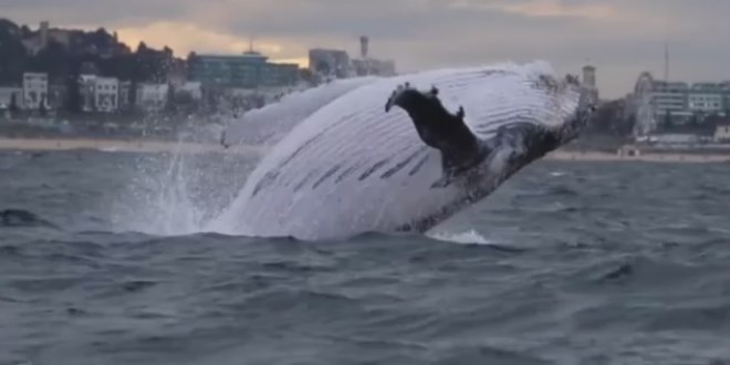 Balinan�n muhte�em atlay��� b�yle g�r�nt�lendi