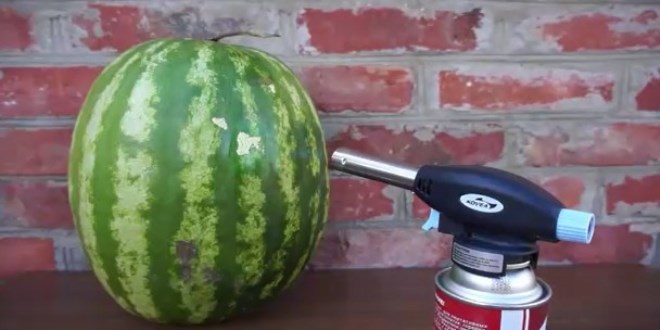 Karpuza y�ksek s�cakl�k verilirse ne olur?