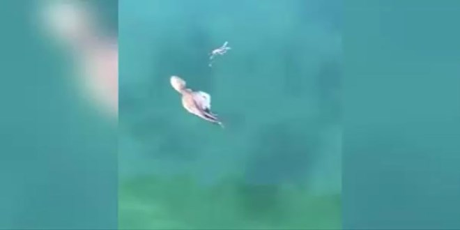 Ahtapottan ka�an yengecin hazin sonu