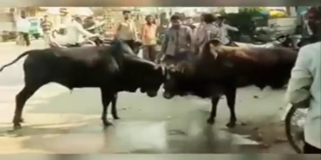 Bo�alar� ay�rmak isteyen adam boynuzu yedi