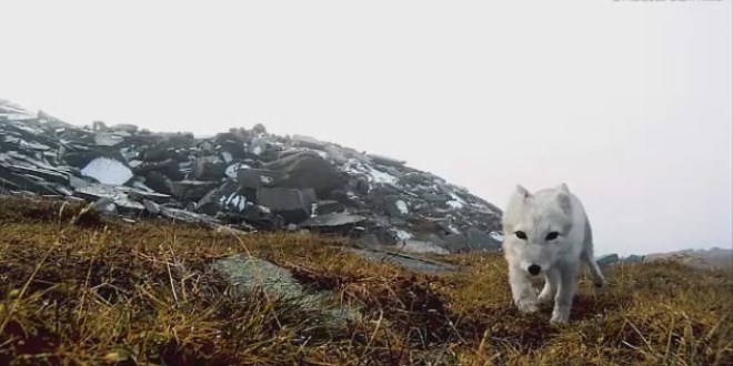 K�rk� i�in tilkiyi bu hale getiriyorlar!