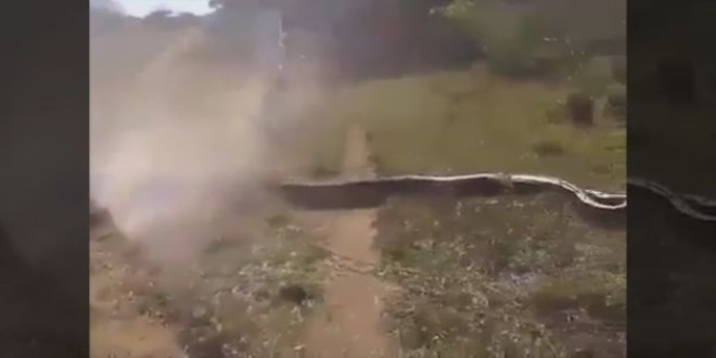 Anakonday� trakt�rle ��kard�lar!