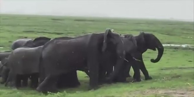 Fillerin bu g�r�nt�s� ilgi g�rd�