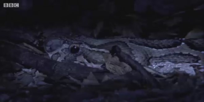 Bu g�r�nt� belgesellere bak�� a��n�z� de�i�tirecek!