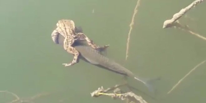 Bal���n s�rt�nda y�zen kurba�a