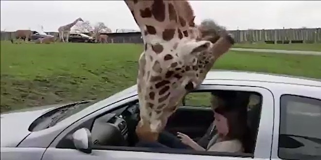 Z�rafa ara� cam�n� b�yle k�rd�!