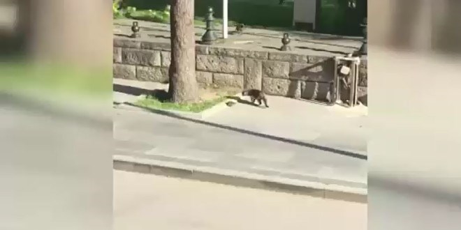 Farenin kedi ve kargayla m�cadelesi