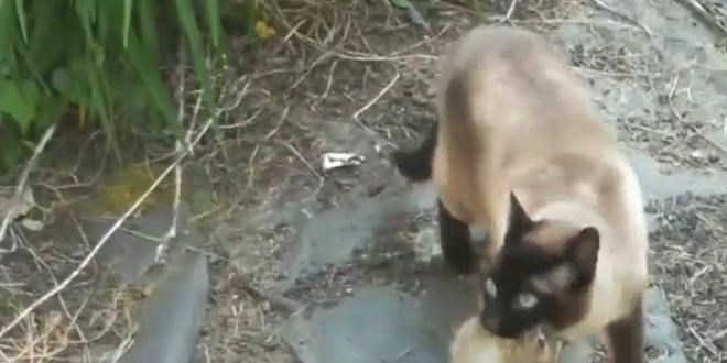 Ak�am yeme�ini bayku�a kapt�rd�