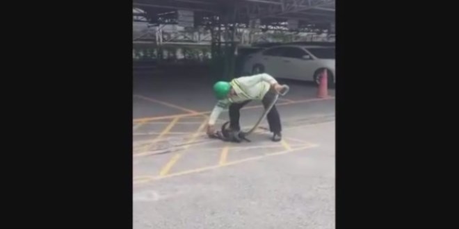 Kediyi y�landan kurtarmaya �al��an adam