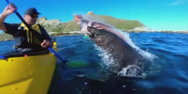 Fok, a�z�ndaki ahtapotla kanocuyu tokatlad�