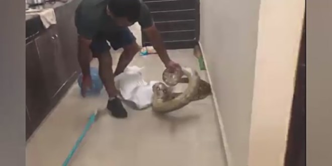 Mutfa�a giren piton zor anlar ya�att�