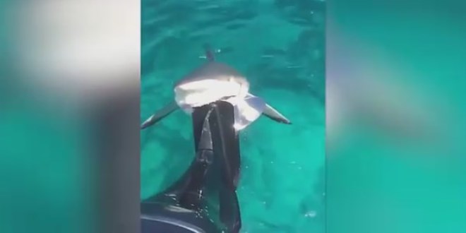 Motor pervanesini �s�ran k�pekbal���