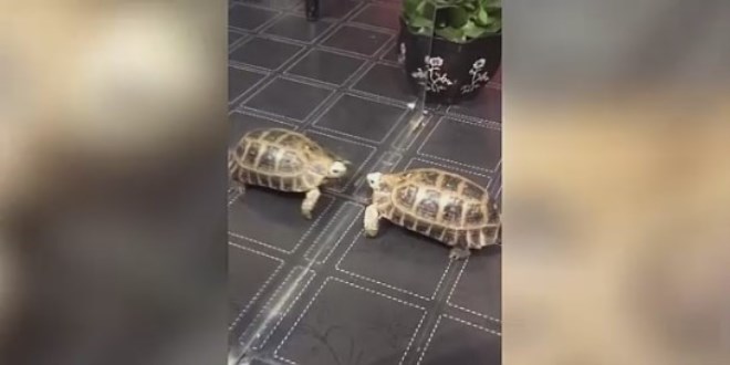 Aynadaki yans�mas�na kafa atan sinirli kaplumba�a